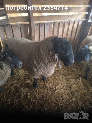 коч, снимка 2 - Овце - 53686364