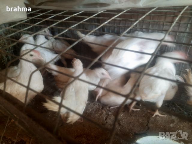 Налични пилета от породата Бял Легхорн, снимка 12 - Кокошки и пуйки - 46431911