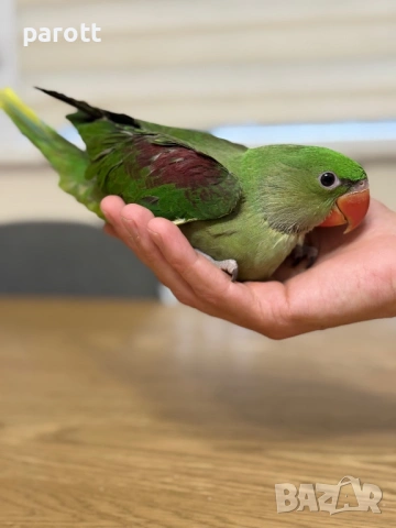 Ръчно хранен Голям Александър, снимка 4 - Папагали - 54097274