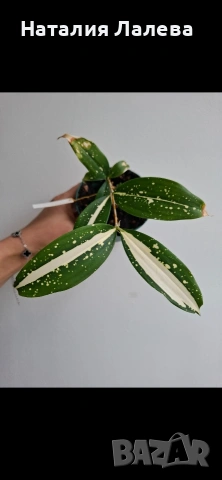 Драцена, dracena milky way