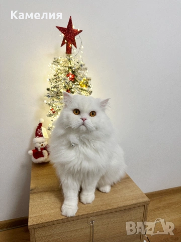Бял персийски котарак за разплод, снимка 2 - Персийска - 53778447