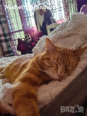подарявам мъжко коте Бургас, снимка 2 - Други - 53676537