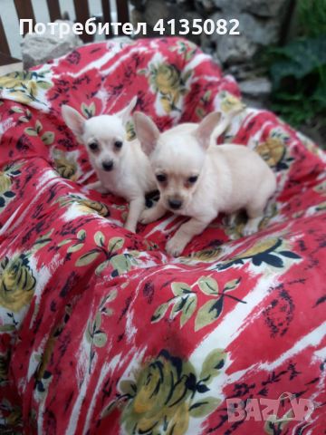 Продавам малки кученца чихуахуа от Велико Търново, снимка 1 - Чихуахуа - 46265247