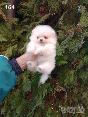 Мини Померани. Реални снимки от 19.12.25 год. , снимка 2 - Померан - 52731565