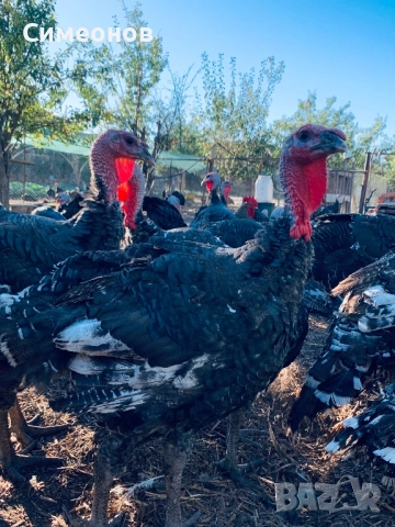 Пуйки домашни селски, снимка 3 - Кокошки и пуйки - 52267679