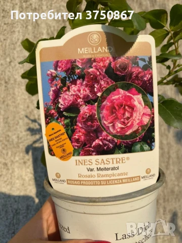 🌹 РОЗА 🌹INES SASTRE® Meiteratol, снимка 7 - Градински цветя и растения - 51189304