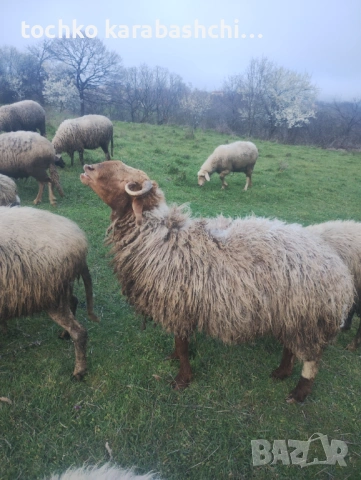 Продавам два коча, снимка 2 - Овце - 54222793