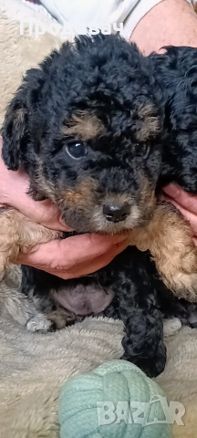 Продавам мини пудели