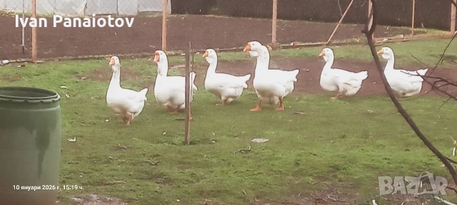продавам холмогорски гъски , снимка 3 - Патици и гъски - 53451879