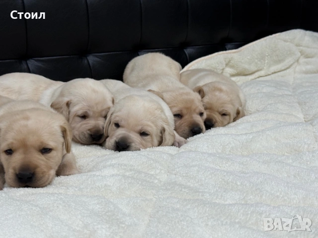 Чистокръвни Лабрадор Ретривър:, снимка 11 - Лабрадор ретривър - 53164804