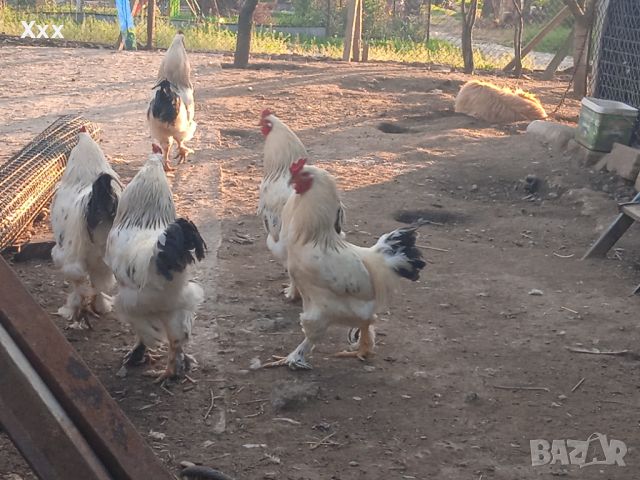 Млади пуйки, кокошки Брама и юрдечки и кученце алабай, снимка 16 - Кокошки и пуйки - 40604731
