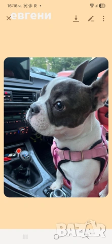 Продава се  Френски булдог- момиче, снимка 2 - Френски булдог - 54209135