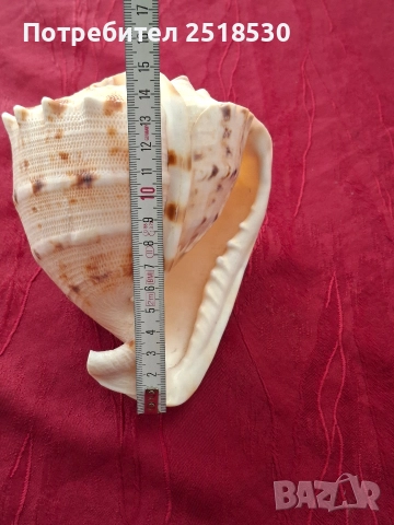 Голяма раковина , снимка 4 - Други - 52800434