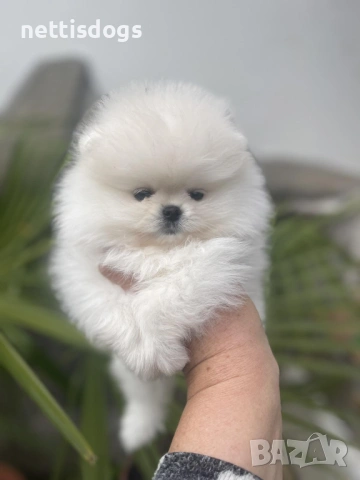 Уникално сладки Померани с Родословие, снимка 2 - Померан - 38687917