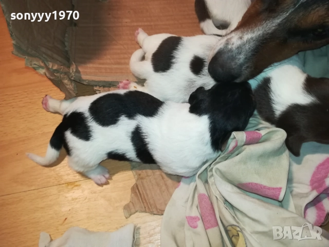 ДЖАК РЪСЕЛ-250ЛВ ЗА СЛАДКО КУТРЕ ПО ИЗБОР 2508251815, снимка 2 - Джак ръсел териер - 51486615