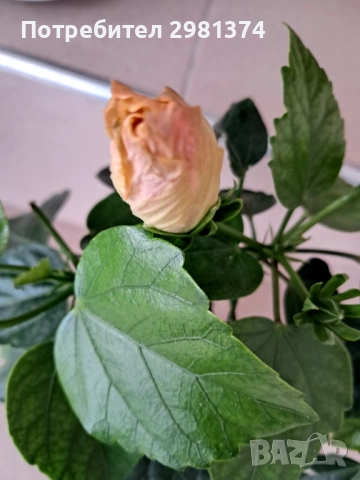 Китайска роза-Хибискус(голямо), снимка 2 - Стайни растения - 54216672