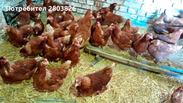 продавам ЯРКИ ломан браум , снимка 3 - Кокошки и пуйки - 46385165