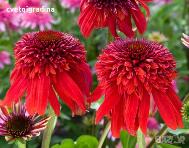 Echinacea purpurea 'Eccentric' (Ехинацея Ексцентрик), снимка 1