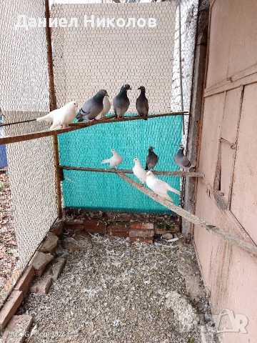 продавам гълъби старозагорски бели и пощенски гълъби , снимка 8 - Гълъби - 51894340
