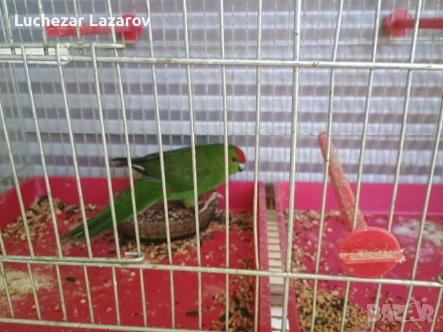 Продавам мъжки зелен папагал Какарики на 1год., снимка 2 - Папагали - 46438435