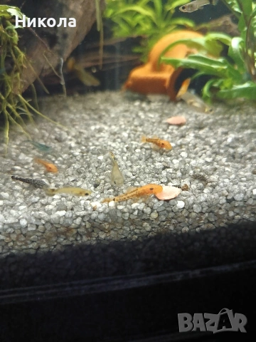 Декоративни скаридки Блу рили карбон и малки Анциструсчета!, снимка 9 - Рибки - 53771236