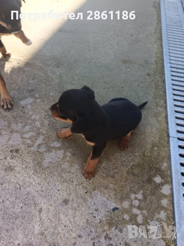 Малки пинчери , снимка 3 - Пинчер - 52674098