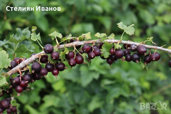 Йоща, йоста, jostaberry (Ribes × nidigrolaria), снимка 4 - Градински цветя и растения - 52354302