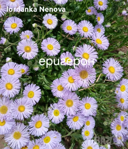 Студоустойчиви цветя , снимка 2 - Градински цветя и растения - 53305648