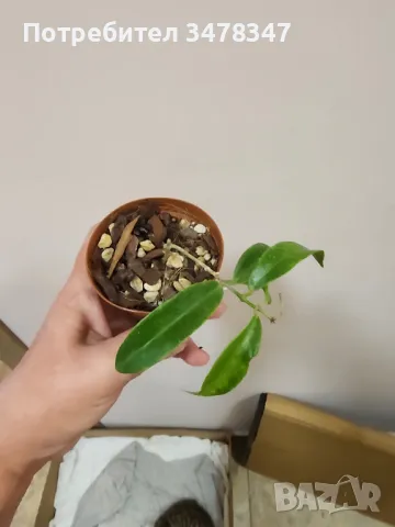 Хоя Chloranthae, снимка 1