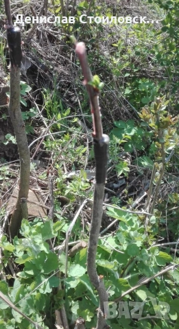 Ашладисване на овошки , снимка 3 - Други - 53628929