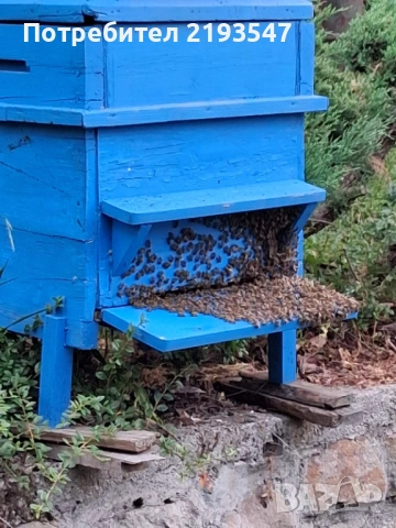 Пчелни майки и отводки , снимка 4 - За пчели - 53461329