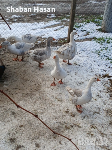 Продавам селски и лебедови гъски