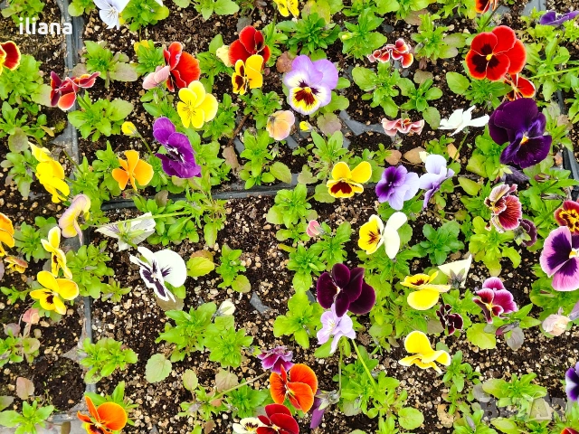 Продавам теменужки, снимка 11 - Градински цветя и растения - 54018845