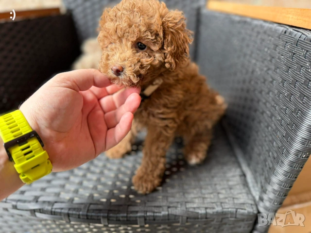 Мини Пудели Актуално от 2.3.2026, снимка 2 - Пудели - 53682721