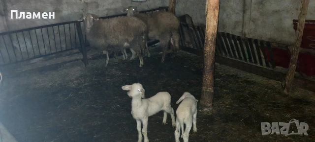 2 шилета с 3 агнета 
