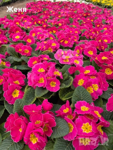 Иглика ( примула ) ТОП ЦЕНА, снимка 10 - Градински цветя и растения - 53356989