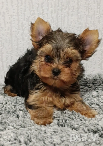 Мини йоркширски териер 