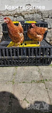 кокошки носачки ломан браун за яйца , снимка 1