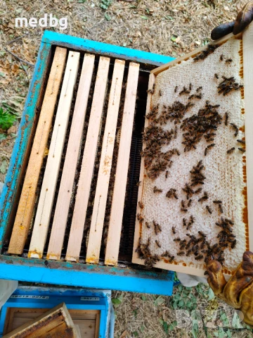 Пчелна рамка с мед, снимка 6 - Пчелни продукти - 51239669