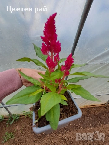 Два вида пламъче, няколко цвята , снимка 5 - Градински цветя и растения - 54282774