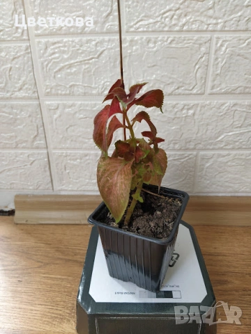 6 копривки по 1 евро + подарък, снимка 3 - Стайни растения - 53692920