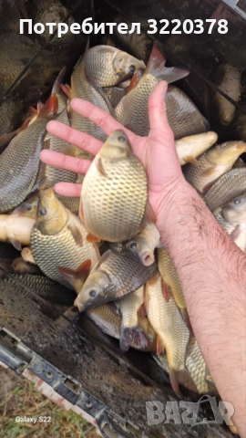 Продавам зарибител-шаран , снимка 2 - Рибки - 53470540