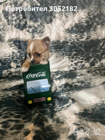 Свободни Чихуахуа , снимка 5 - Чихуахуа - 53760223