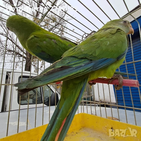 продавам папагали барабанди