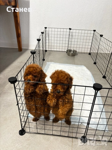 Той Пудел Момче Червен /Toy Red Poodle, снимка 4 - Пудели - 53305362