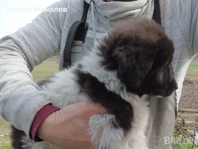 Каракачанско овчарско куче, снимка 3 - Каракачанска овчарка - 53652414