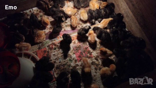 продавам пилета Супер Харко и Тетра сл, снимка 3 - Кокошки и пуйки - 53517522