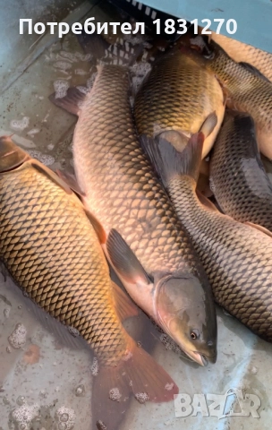 Жива риба доставка на място