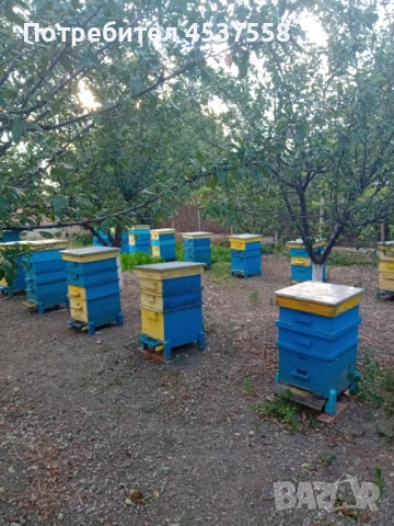 пчелни семейства, снимка 4 - За пчели - 54271023