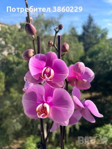 Орхидея фаленопсис, снимка 3 - Стайни растения - 45925992